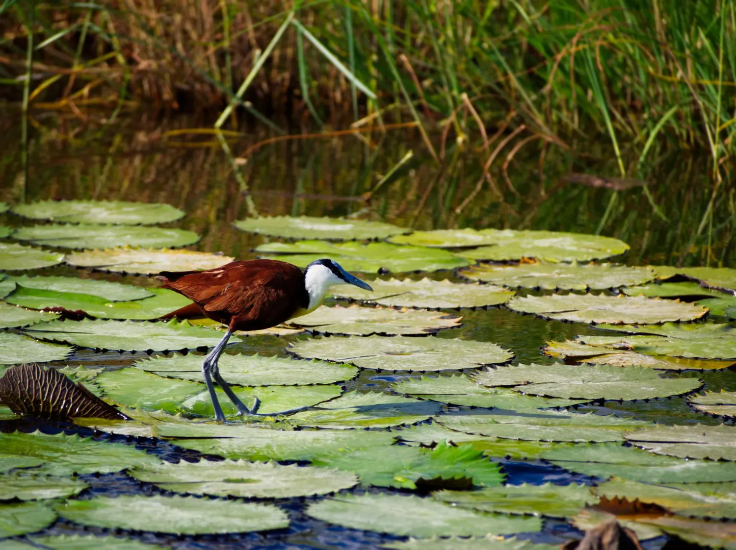 Anawilundawa Wetland Sanctuary