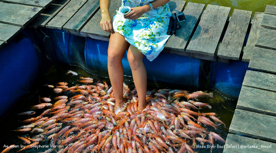 MADU RIVER SAFARI