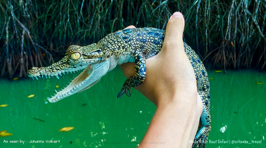 MADU RIVER SAFARI