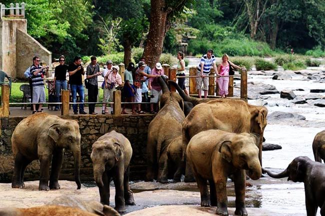 Visit Pinnawala Elephant Orphanage