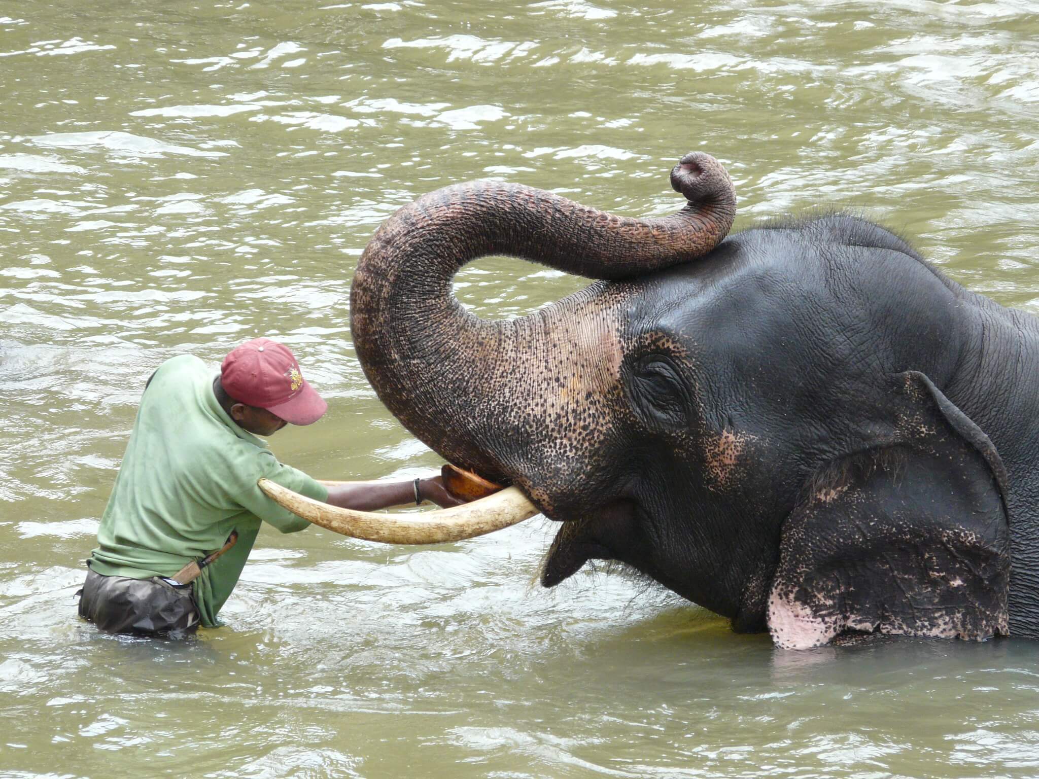 Visit Pinnawala Elephant Orphanage