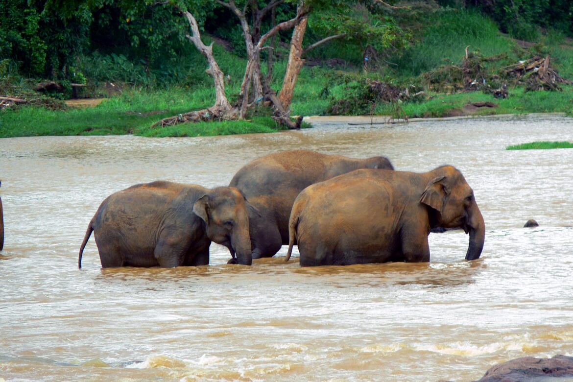 Visit Pinnawala Elephant Orphanage