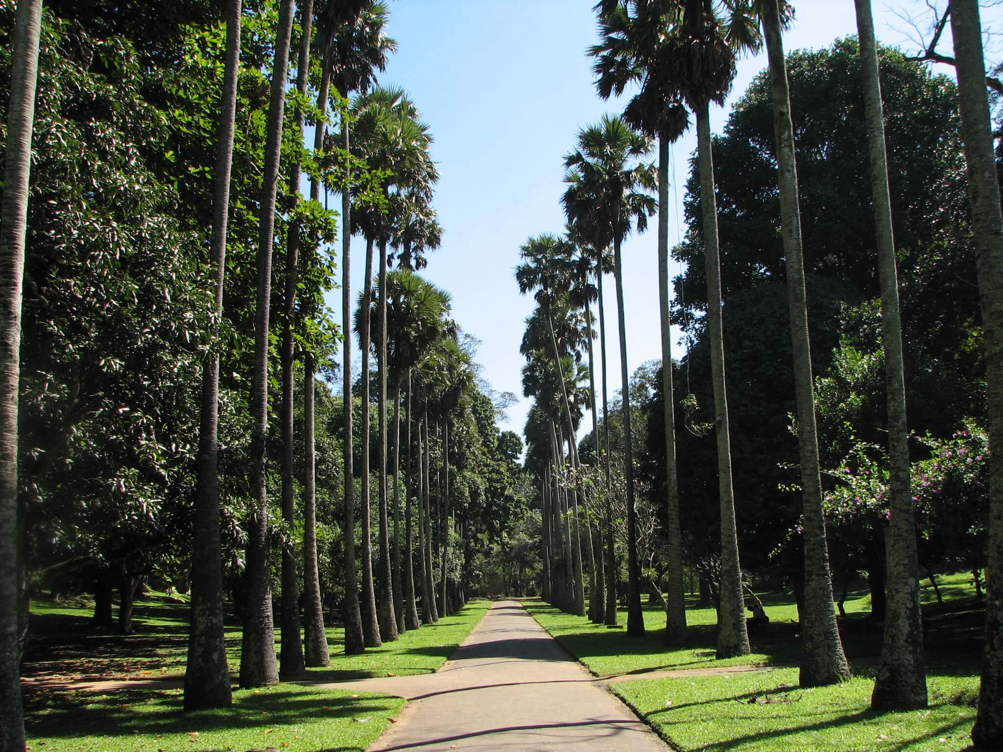 Visit Peradeniya Botnical Garden